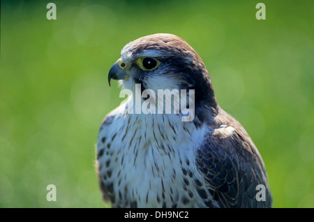 Le faucon pèlerin (Falco peregrinus), Wanderfalke (Falco peregrinus) Banque D'Images