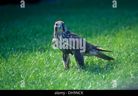 Faucon sacre (Falco cherrug), Saker, Sakerfalke (Falco cherrug), Saker, Würgfalke Banque D'Images