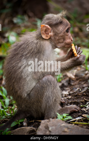 Petit Singe mangeant de la nourriture en forêt de bambous. L'Inde du Sud Banque D'Images