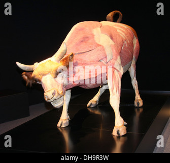 Plastinated bull à "Animal Inside Out' au salon d'exposition du Musée d'Histoire Naturelle dispose d'environ 100 plastinate Banque D'Images