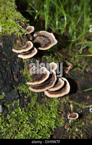 Many-Zoned polypore champignon Banque D'Images