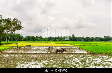 Les agriculteurs utilisant des boeufs et charrue en bois traditionnel rizières travail après les pluies de mousson dans les régions rurales de Jorhat, Assam, Inde. Banque D'Images