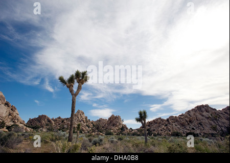 Joshua Tree National Park, Californie, USA. Banque D'Images