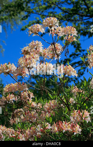 Rhododendron occidentale superbum - l'ouest de l'Azalea Banque D'Images