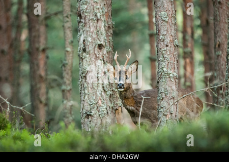 Chevreuil Buck dans une plantation de pin sylvestre. Banque D'Images