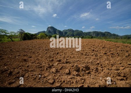 Plantation de tabac à Viñales Banque D'Images