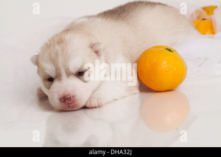 chiot nouveau-né Banque D'Images