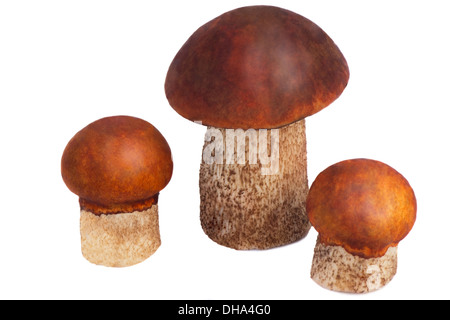 Beaux champignons, champignons d'aspen avec bonnets rouges. Présenté sur un fond blanc. Banque D'Images