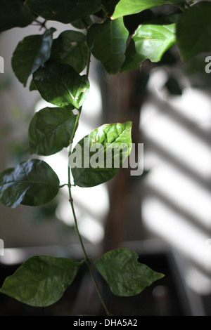 Jasmine est un genre d'arbustes et de vignes dans la famille d'olive. Banque D'Images