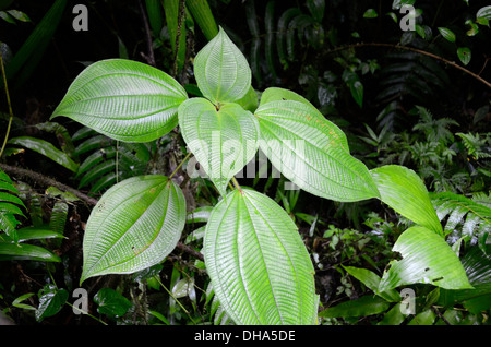 Feuilles dans la forêt tropicale près de chutes du Carbet, Les chutes du Carbet sur la Guadeloupe Banque D'Images