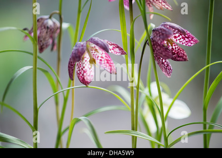 Tête du serpent fritillary, Fritillaria meleagris. Vue sur le côté de plusieurs fleurs close up montrant le détail de damier. Banque D'Images