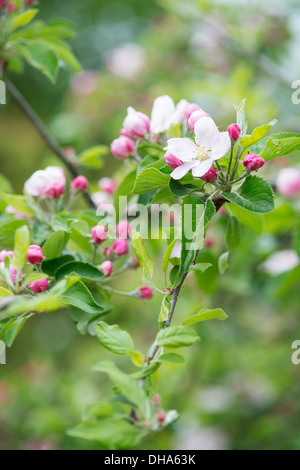 Apple, Malus domestica 'Fiesta' fleurs sur les rameaux. Banque D'Images