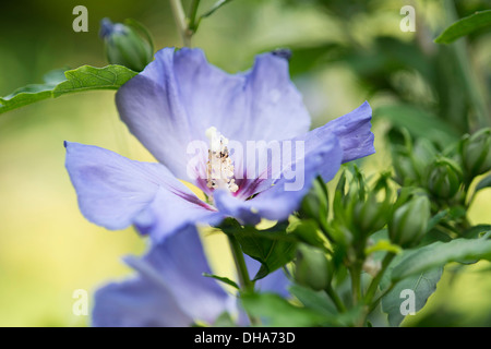 Hibiscus, mauve rose 'Blue Bird', Hibiscus syriacus 'Oiseau Bleu' close up montrant étamine. Banque D'Images
