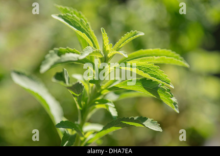 Sweet Leaf, Stevia rebaudiana, un édulcorant naturel. Close up montrant les feuilles dentelées. Banque D'Images