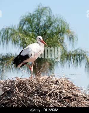 Cigogne Blanche (Ciconia ciconia) nichant sur les remparts de la vieille ville Marrakech Maroc Banque D'Images