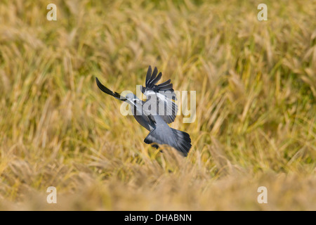 Bois commun pigeon (Columba palumbus) l'atterrissage dans un champ / champ de blé de fourrage sur les céréales dans les terres agricoles Banque D'Images