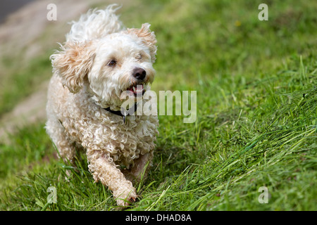 Un chien de race caniche Bichon havanais - mix, s'exécutant dans un champ vert une forte pente. Banque D'Images