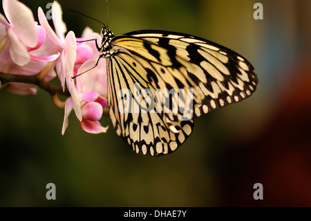 Les visiteurs apprécient la magie des papillons à la Tucson Botanical Gardens, Tucson, Arizona, USA. Banque D'Images
