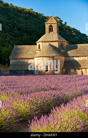L'Abbaye cistercienne romane du xiie siècle de Notre-Dame de Sénanque, dans les champs de lavande en fleurs de la Provence Banque D'Images