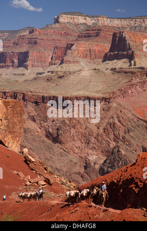 Mules sur le sentier Kaibab Sud, le Parc National du Grand Canyon, Arizona. Banque D'Images