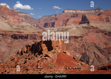 Mules sur le sentier Kaibab Sud, le Parc National du Grand Canyon, Arizona. Banque D'Images