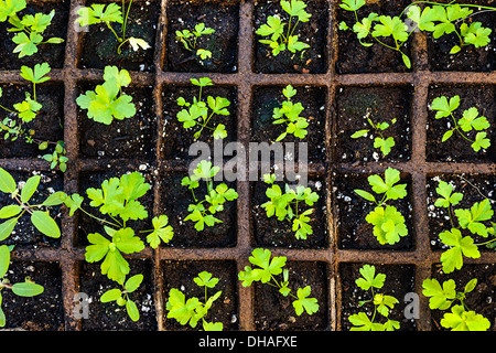 Les semis de fines herbes et des légumes poussant dans le bac de démarrage réseau Banque D'Images