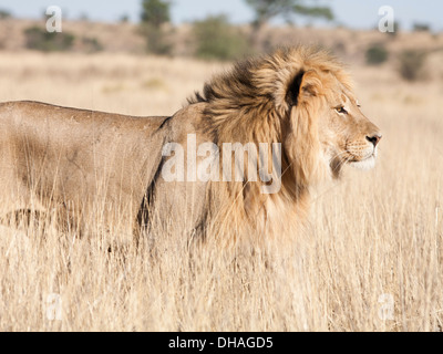 African Lion à crinière noire marchant dans le désert du Kalahari Banque D'Images