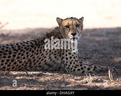 Le guépard se reposant dans le désert du Kalahari Banque D'Images