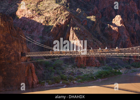 Mules traverser le pont suspendu et tunnel sur le sentier Kaibab Sud en bas de Parc National de Grand Canyon, Arizona Banque D'Images