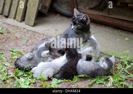 Chat gris maman termine ses chatons en soins infirmiers dans la cour Banque D'Images