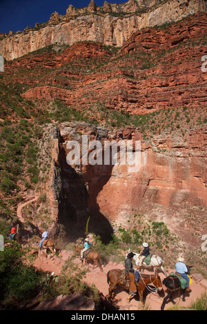 Les mules sur le Bright Angel Trail, le Parc National du Grand Canyon, Arizona. Banque D'Images