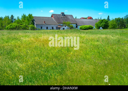 Une vieille ferme abandonnée dans la distance d'un champ envahi au premier plan. Banque D'Images