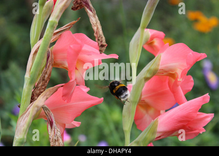 Belle et lumineuse fleur de rose glaïeul et de voler au-dessus de bourdon Banque D'Images