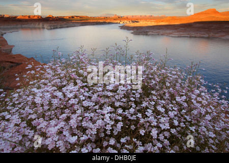 Lake Powell, Glen Canyon National Recreation Area, Arizona. Banque D'Images