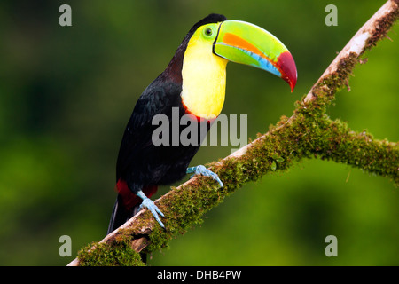 Toucan à carène - La Laguna del Lagarto Lodge - Boca Tapada, San Carlos, Costa Rica Banque D'Images