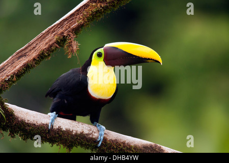 Yellow-throated toucan (Ramphastos ambiguus) - La Laguna del Lagarto Lodge - Boca Tapada, San Carlos, Costa Rica Banque D'Images