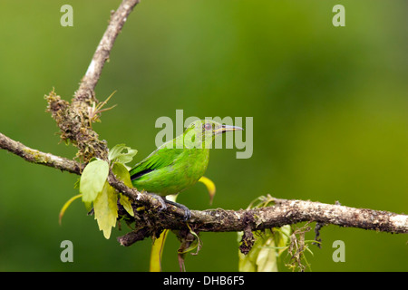 Green Honeycreeper - Boca Tapada, San Carlos, Costa Rica Banque D'Images