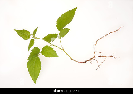 Jeune plante-framboise sur fond blanc Banque D'Images