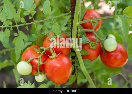 Les tomates dans un potager Banque D'Images