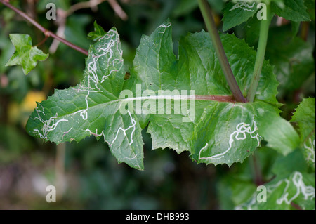 Mines d'une feuille d'agromyzide dans un chardon-semin lisse Sonchus oleraceus Banque D'Images