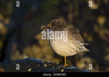 Bécasseau violet Calidris maritima, l'Allemagne, l'Europe, Banque D'Images