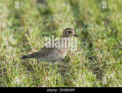 Pluvier doré européen, Pluvialis apricaria, Germany, Europe Banque D'Images