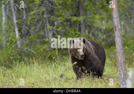 Ours brun, Ursus arctos, Finlande, Europe Banque D'Images