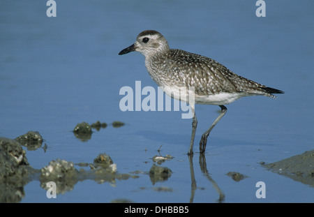 Grey PLOVER (Pluvialis squatarola) adulte en plumage d'hiver Bolivar Flats Sanctuaire Rivage Texas USA Banque D'Images