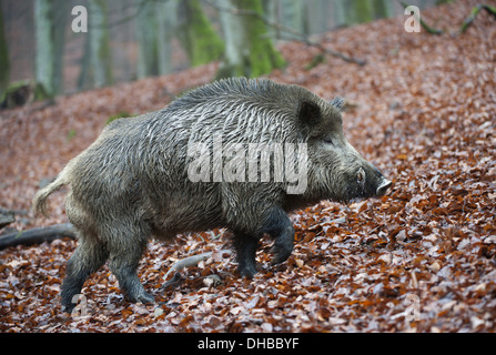 Le sanglier dans une forêt de hêtre, Sus scrofa, Germany, Europe Banque D'Images