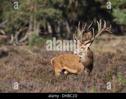 Red Deer de Heath, Cervus elaphus, Germany, Europe Banque D'Images