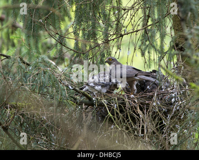 Blanche eurasienne au nid, Accipiter nisus, Germany, Europe Banque D'Images