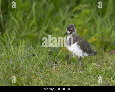 Les jeunes Barge à queue noire sur un pré, Limosa limosa, Germany, Europe Banque D'Images