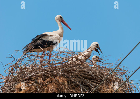 Cigogne Blanche (Ciconia) Cionia avec deux adultes poussins au nid Banque D'Images