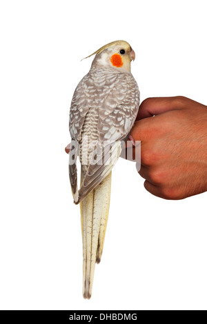 Un cockatiel Nymphicus hollandicus) (oiseau de compagnie debout sur une main isolé sur fond blanc vue arrière Banque D'Images
